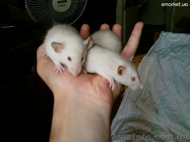 Крысики Dambo Seams - <ro>Изображение</ro><ru>Изображение</ru> #1, <ru>Объявление</ru> #355830