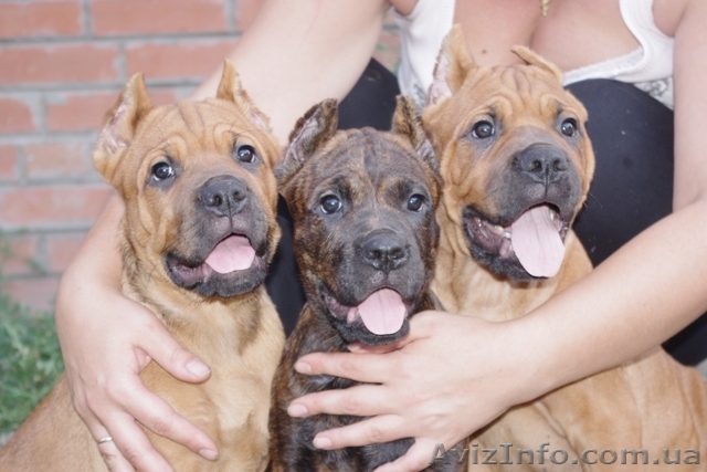 Щенки кане корсо от титулованых родителей - <ro>Изображение</ro><ru>Изображение</ru> #1, <ru>Объявление</ru> #365744