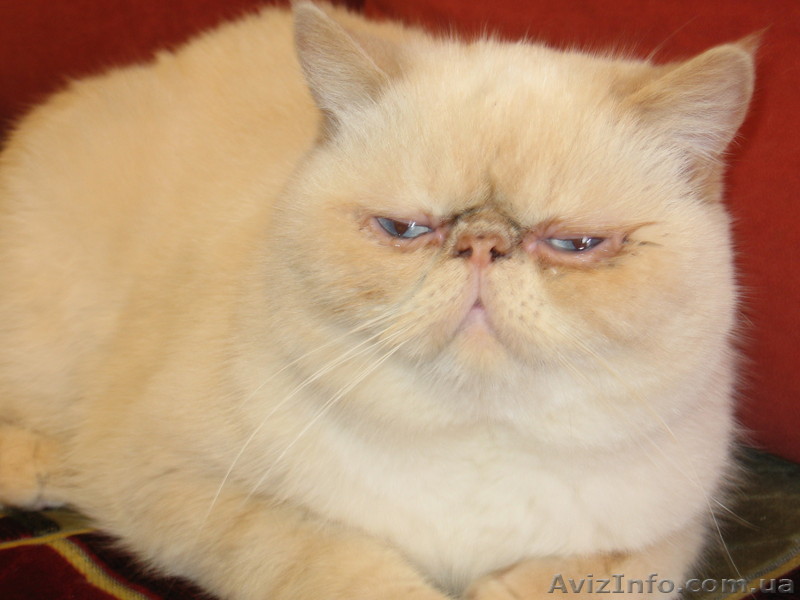 Экзот плющевый 10 месяцев - <ro>Изображение</ro><ru>Изображение</ru> #1, <ru>Объявление</ru> #342766