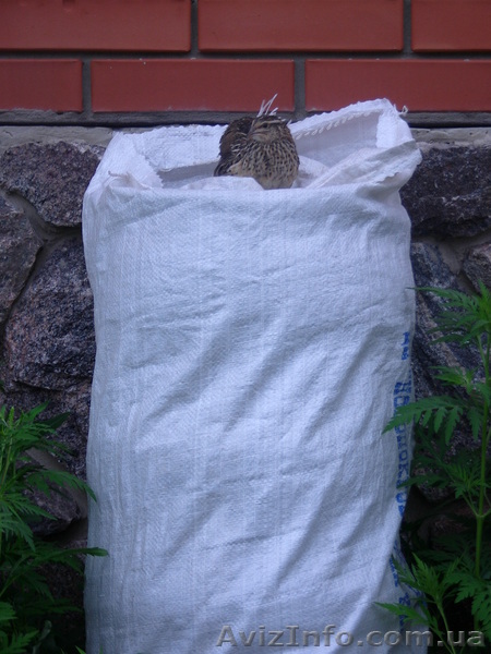 Помет перепелиный  - <ro>Изображение</ro><ru>Изображение</ru> #1, <ru>Объявление</ru> #308877