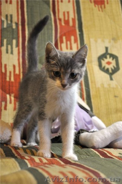 Подарю котенка-девочку, 3 мес - <ro>Изображение</ro><ru>Изображение</ru> #1, <ru>Объявление</ru> #375435