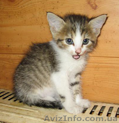 даром очаровательная девочка, 2 мес - <ro>Изображение</ro><ru>Изображение</ru> #1, <ru>Объявление</ru> #375437