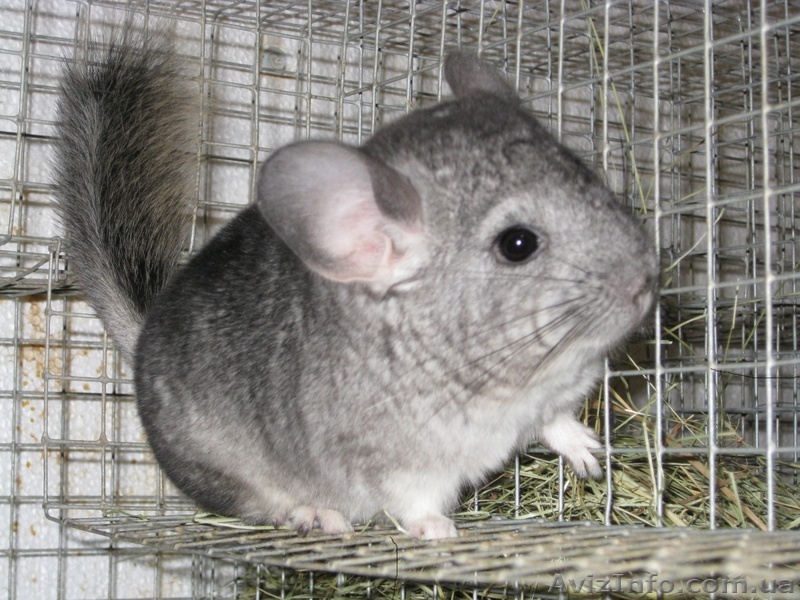 Продам шиншилок разных окрасов. - <ro>Изображение</ro><ru>Изображение</ru> #1, <ru>Объявление</ru> #385984