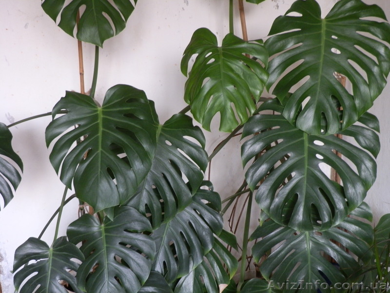 Харьков, 0974650569 - <ro>Изображение</ro><ru>Изображение</ru> #1, <ru>Объявление</ru> #387170