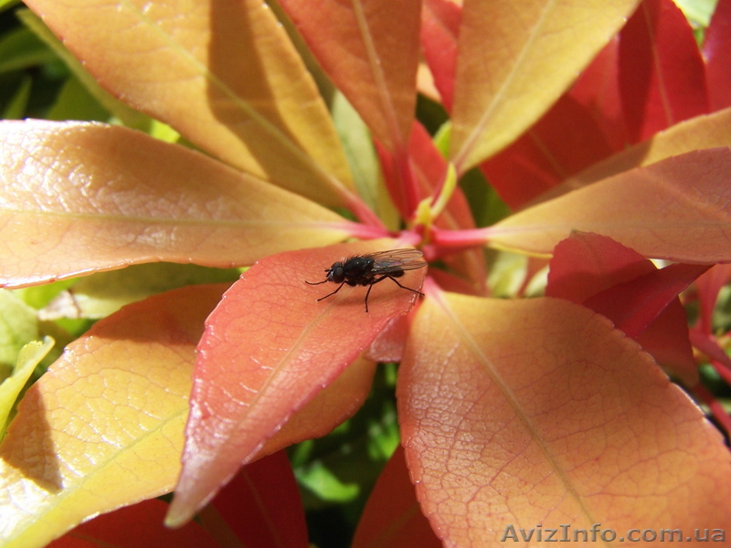 Профессиональная видеосъёмка свадеб и других торжеств. - <ro>Изображение</ro><ru>Изображение</ru> #1, <ru>Объявление</ru> #374487
