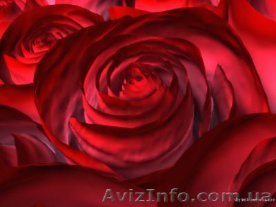 Профессиональная видеосъёмка свадеб - <ro>Изображение</ro><ru>Изображение</ru> #1, <ru>Объявление</ru> #396055