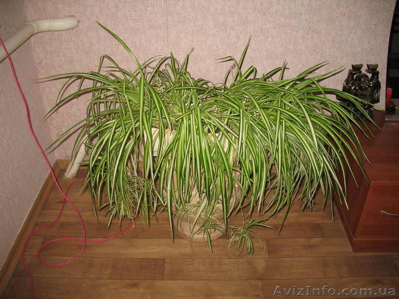 комнатные растения цветы - <ro>Изображение</ro><ru>Изображение</ru> #1, <ru>Объявление</ru> #424655