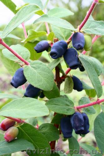 саженцы из частного питомника  - <ro>Изображение</ro><ru>Изображение</ru> #1, <ru>Объявление</ru> #411700