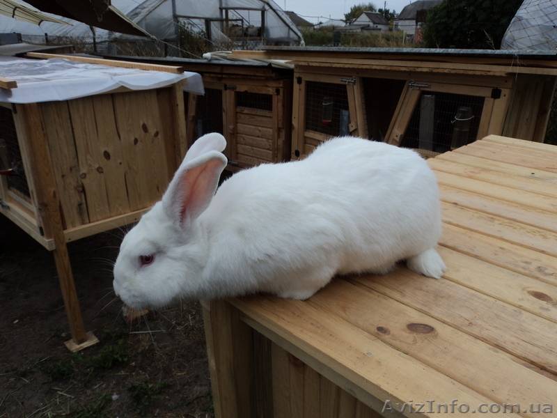 Кролики породы - Белый паннон - <ro>Изображение</ro><ru>Изображение</ru> #1, <ru>Объявление</ru> #419596