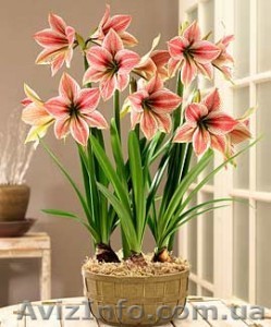 амариллисы гиппиаструмы  - <ro>Изображение</ro><ru>Изображение</ru> #1, <ru>Объявление</ru> #415178