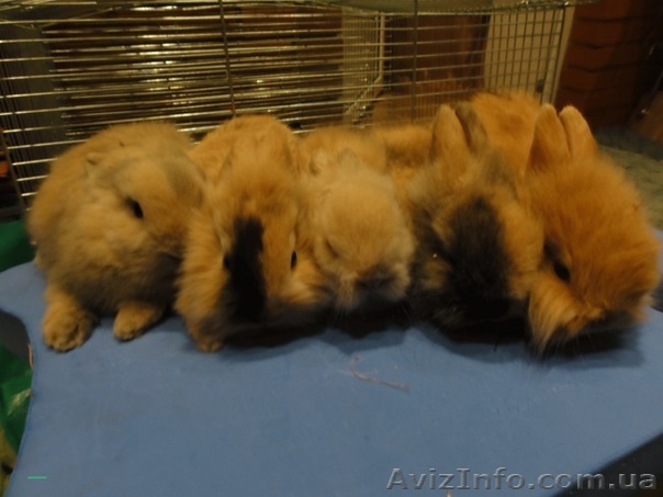 Срочно продам 5 декоративных кроликов - <ro>Изображение</ro><ru>Изображение</ru> #1, <ru>Объявление</ru> #417526