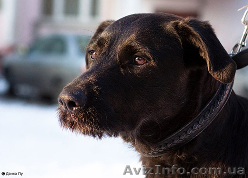 Предлагаю услуги по выгулу Вашей собаки/к или кошки/к! - <ro>Изображение</ro><ru>Изображение</ru> #1, <ru>Объявление</ru> #450916