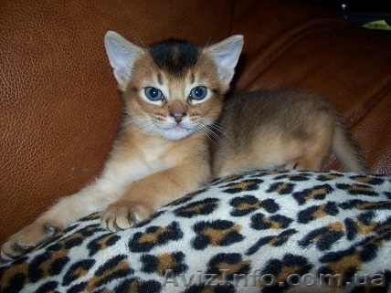 Абиссинский котик - <ro>Изображение</ro><ru>Изображение</ru> #1, <ru>Объявление</ru> #442821