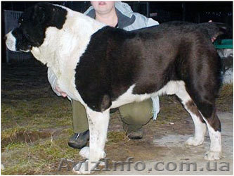 Продаются щенки Среднеазиатской - <ro>Изображение</ro><ru>Изображение</ru> #1, <ru>Объявление</ru> #455246