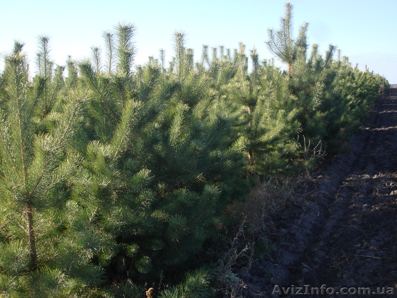 Продам новогодние елочки. - <ro>Изображение</ro><ru>Изображение</ru> #1, <ru>Объявление</ru> #431192