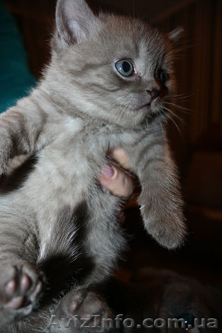 скотиш- страйт редкого окраса - <ro>Изображение</ro><ru>Изображение</ru> #1, <ru>Объявление</ru> #429743