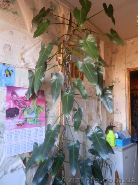 домашние деревья - <ro>Изображение</ro><ru>Изображение</ru> #1, <ru>Объявление</ru> #430373