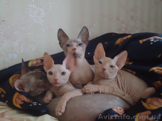 дончашки-очаровашки - <ro>Изображение</ro><ru>Изображение</ru> #1, <ru>Объявление</ru> #479538