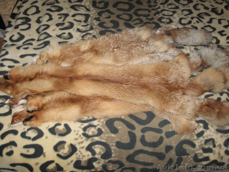 Продам шкуры лисы - <ro>Изображение</ro><ru>Изображение</ru> #1, <ru>Объявление</ru> #464097