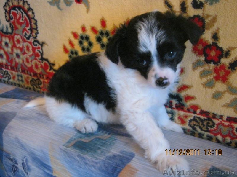 ПРОДАМ ЩЕНКОВ КИТАЙСКОЙ ХОХЛАТОЙ!!! - <ro>Изображение</ro><ru>Изображение</ru> #1, <ru>Объявление</ru> #473824