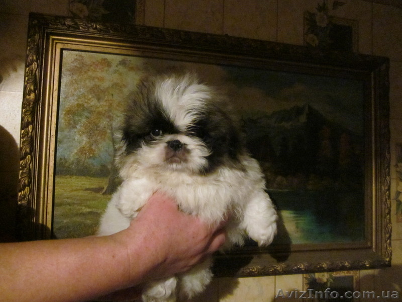 Щенков Пекинеса Продам  - <ro>Изображение</ro><ru>Изображение</ru> #1, <ru>Объявление</ru> #506540