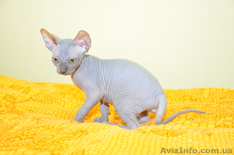 голубые  сфинксы - <ro>Изображение</ro><ru>Изображение</ru> #1, <ru>Объявление</ru> #514390