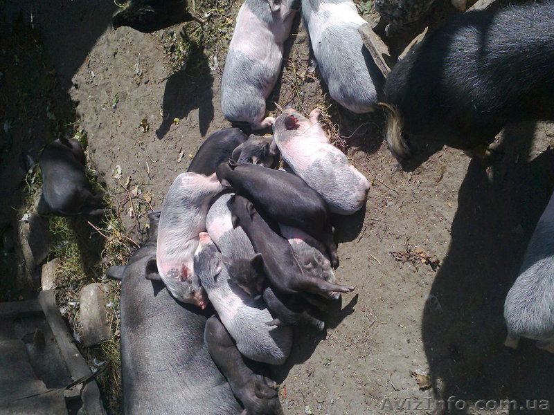  вьетнамские поросята - <ro>Изображение</ro><ru>Изображение</ru> #1, <ru>Объявление</ru> #488055