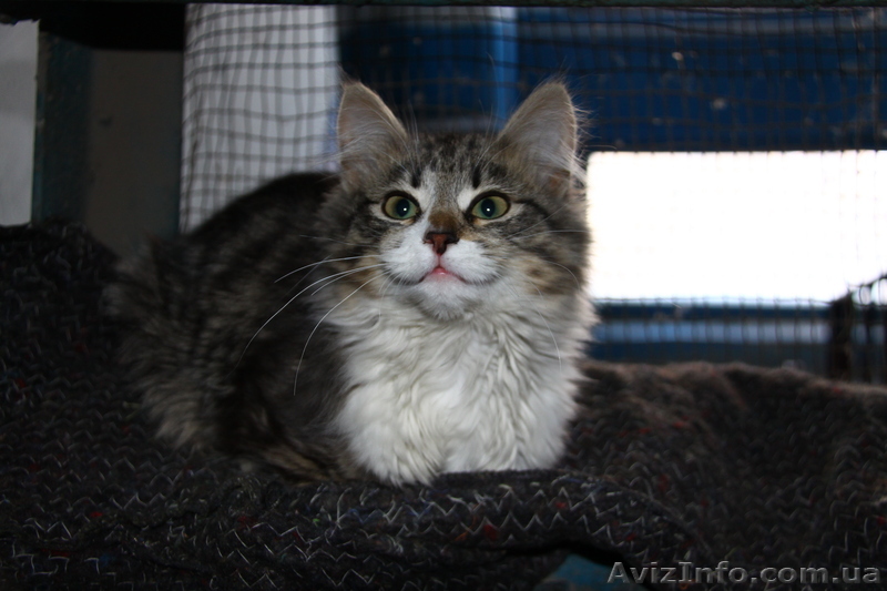 Бесплатно отдам котенка очень симпатичного, Пожалуйста помогите найти ему дом! - <ro>Изображение</ro><ru>Изображение</ru> #1, <ru>Объявление</ru> #514744