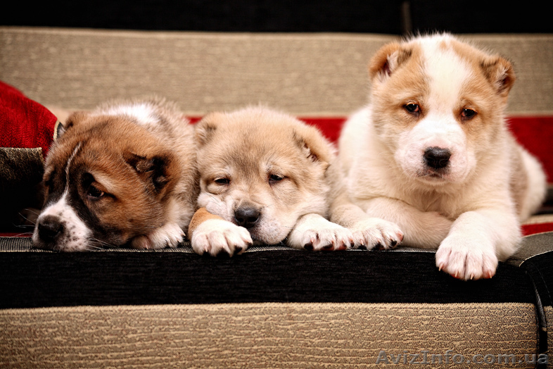  самые красивые щенки алабая - <ro>Изображение</ro><ru>Изображение</ru> #1, <ru>Объявление</ru> #485451