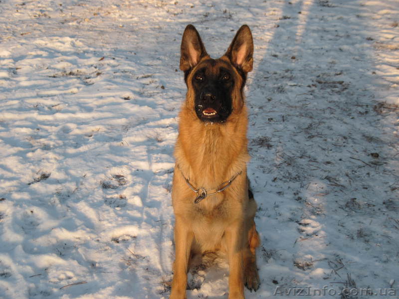 Красивые породные немецкие овчарки с документами и без. - <ro>Изображение</ro><ru>Изображение</ru> #1, <ru>Объявление</ru> #505437