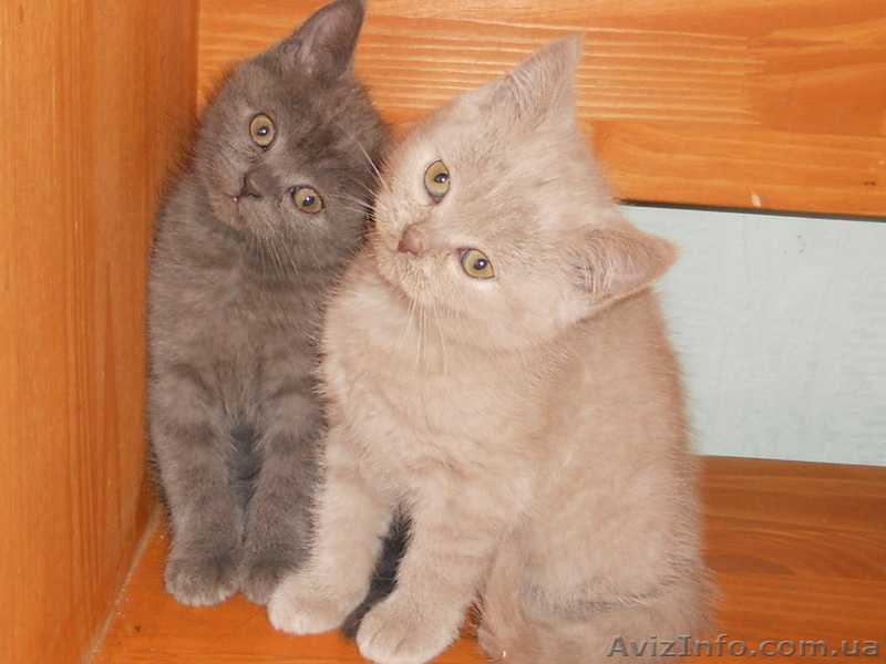 британцы разные - <ro>Изображение</ro><ru>Изображение</ru> #1, <ru>Объявление</ru> #491508