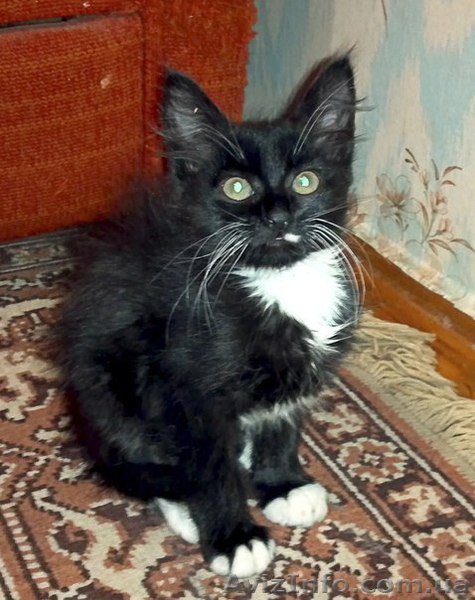 Отдам котёнка в хорошие руки!!! - <ro>Изображение</ro><ru>Изображение</ru> #1, <ru>Объявление</ru> #509899