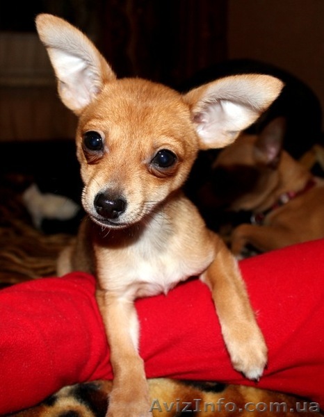 Продам той терьера. - <ro>Изображение</ro><ru>Изображение</ru> #1, <ru>Объявление</ru> #493557