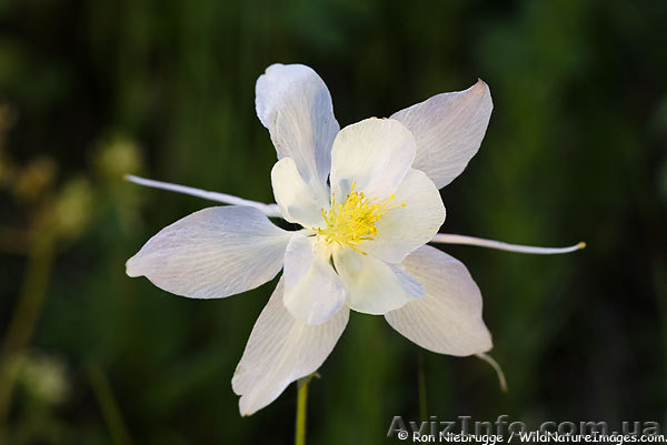 Расслабляющий массаж - 200 грн. час - <ro>Изображение</ro><ru>Изображение</ru> #1, <ru>Объявление</ru> #539830