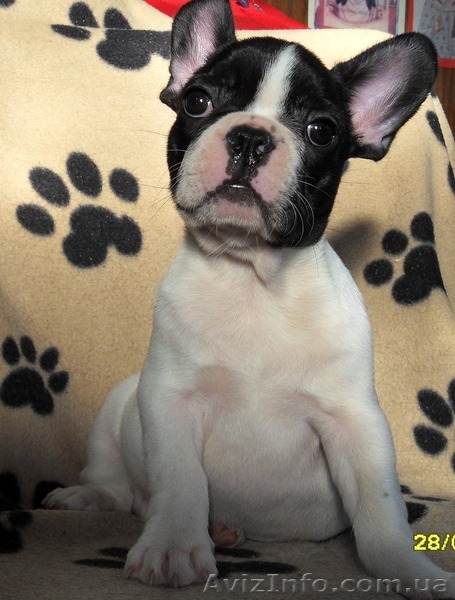 Продам французского бульдога  - <ro>Изображение</ro><ru>Изображение</ru> #1, <ru>Объявление</ru> #558414