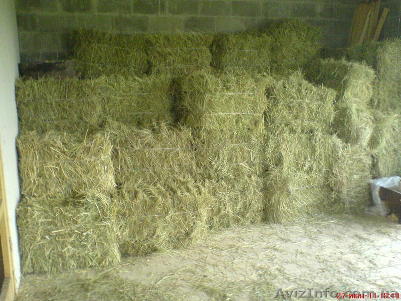 Продам сено в тюках. - <ro>Изображение</ro><ru>Изображение</ru> #1, <ru>Объявление</ru> #537494
