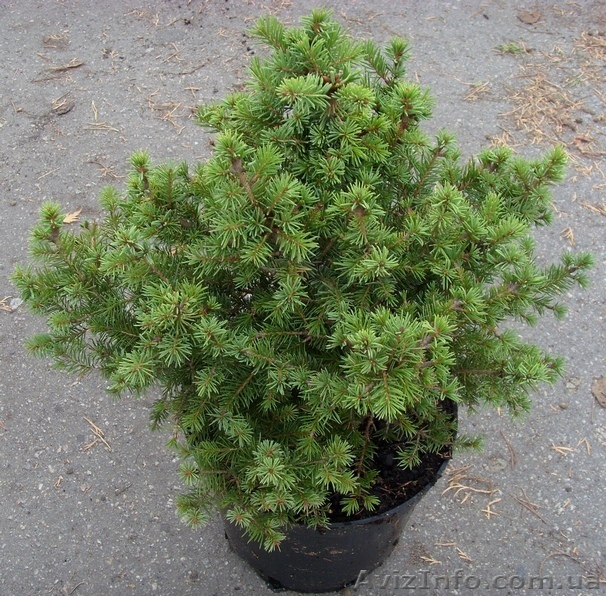 Ель	обыкновенная	Brabant	Co  5  Ландшафтный дизайн,озеленение   - <ro>Изображение</ro><ru>Изображение</ru> #1, <ru>Объявление</ru> #541806