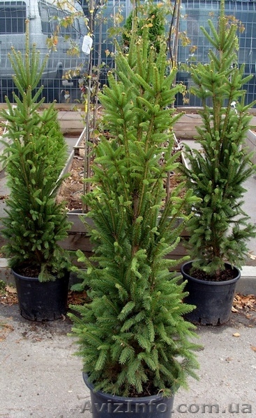 Ель обыкновенная Cupressina Со 39  Ландшафтный дизайн,озеленение   - <ro>Изображение</ro><ru>Изображение</ru> #1, <ru>Объявление</ru> #558201