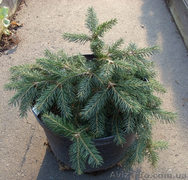  Ель обыкновенная Formanek Co 5  Ландшафтный дизайн,озеленение   - <ro>Изображение</ro><ru>Изображение</ru> #1, <ru>Объявление</ru> #558207