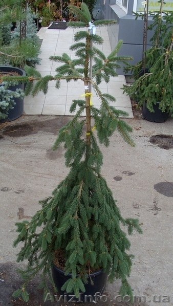 Ель обыкновенная Inversa Co  Ландшафтный дизайн,озеленение   - <ro>Изображение</ro><ru>Изображение</ru> #1, <ru>Объявление</ru> #558211