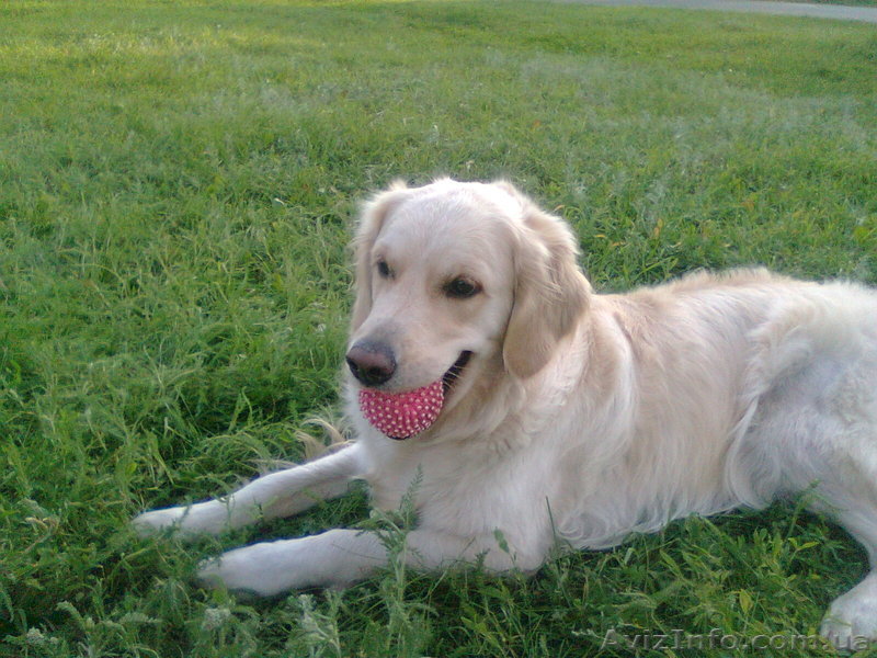 Щенки золотого ретривера - <ro>Изображение</ro><ru>Изображение</ru> #1, <ru>Объявление</ru> #533627