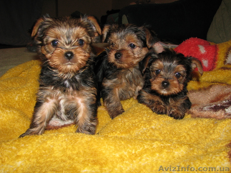 продам щенков йорка в центре - <ro>Изображение</ro><ru>Изображение</ru> #1, <ru>Объявление</ru> #529899