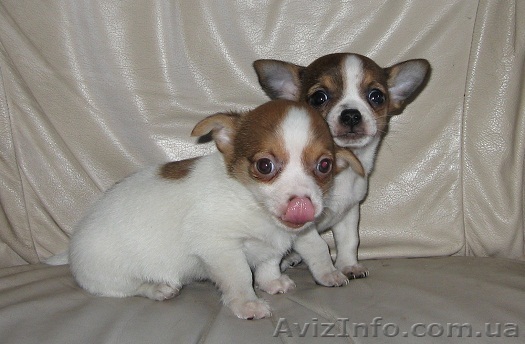 Чихуа-хуа, щенки, продам. - <ro>Изображение</ro><ru>Изображение</ru> #1, <ru>Объявление</ru> #556449