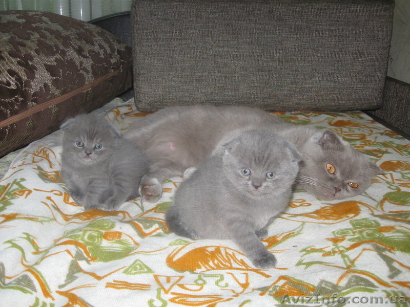 Котёнок ищет хозяина! - <ro>Изображение</ro><ru>Изображение</ru> #1, <ru>Объявление</ru> #556580