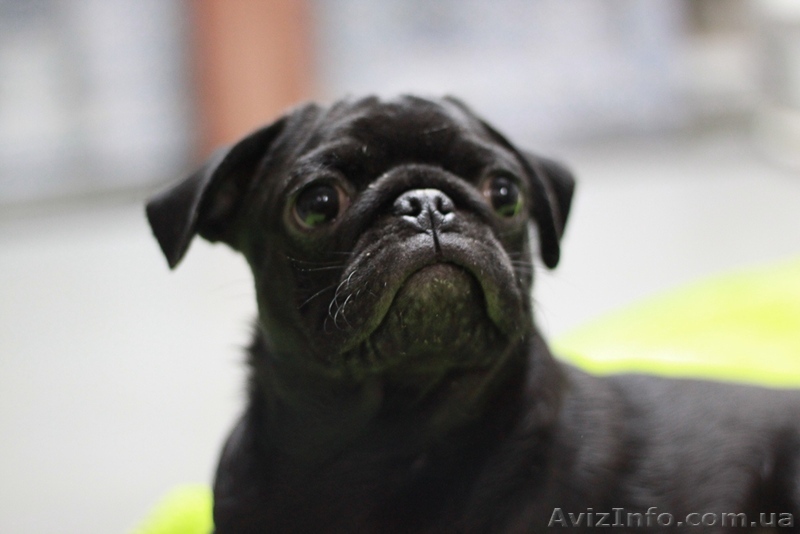 Продам щенка мопса!!! - <ro>Изображение</ro><ru>Изображение</ru> #1, <ru>Объявление</ru> #522557