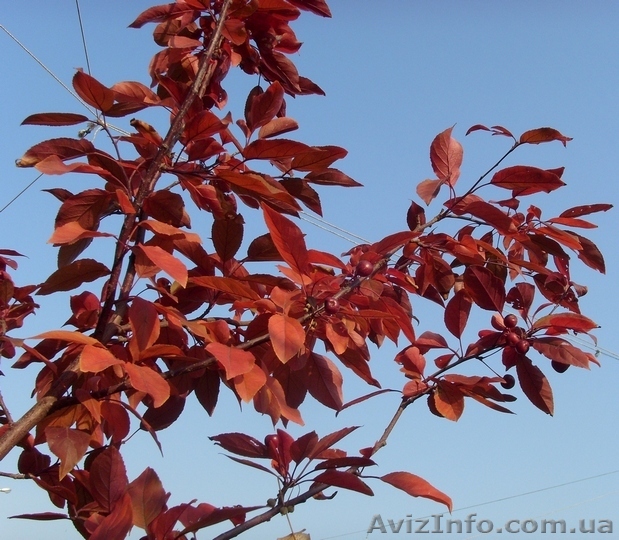  Яблоня Nicoline Co 25 (100-140Pa)  Ландшафтный дизайн,озеленение   - <ro>Изображение</ro><ru>Изображение</ru> #1, <ru>Объявление</ru> #544165