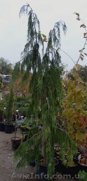  Кипарисовик нутканский Pendula Co 32 (200-250)  Ландшафтный дизайн,оз - <ro>Изображение</ro><ru>Изображение</ru> #1, <ru>Объявление</ru> #558215