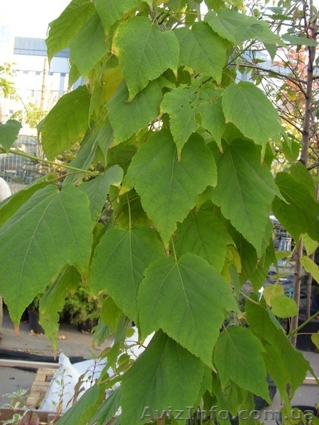 Клен пенсильванский Co 10  Ландшафтный дизайн,озеленение   - <ro>Изображение</ro><ru>Изображение</ru> #1, <ru>Объявление</ru> #558220