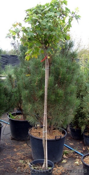 Клен платановидный Globosa Co  25	150-175 Pa  Ландшафтный дизайн,озеле - <ro>Изображение</ro><ru>Изображение</ru> #1, <ru>Объявление</ru> #541809