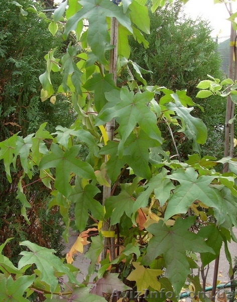 Ликвидамбар	смолоносный Со 10-12 Ландшафтный дизайн,озеленение     - <ro>Изображение</ro><ru>Изображение</ru> #1, <ru>Объявление</ru> #541810